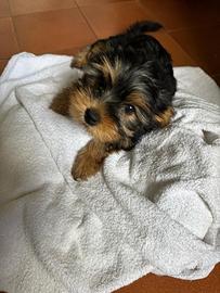 Yorkshire Terrier toy