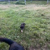 Cani, pastori della Sila