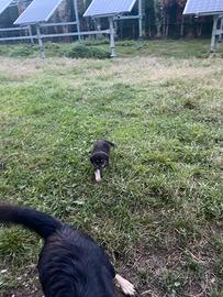 Cani, pastori della Sila