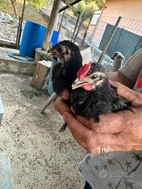 Galline livornesi nane