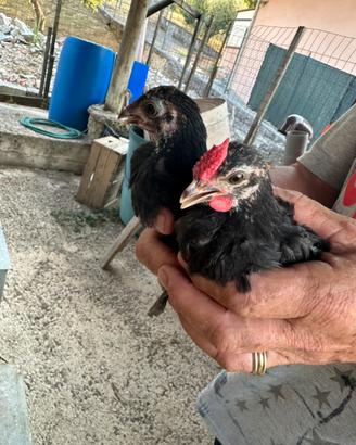 Galline livornesi nane