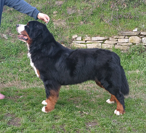 Bovaro del Bernese maschio per monte