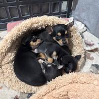 Chihuahua