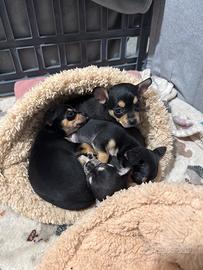 Chihuahua