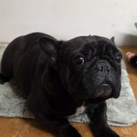 Bulldog francese femmina 3 anni PEDIGREE ENCI