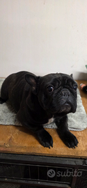 Bulldog francese femmina 3 anni PEDIGREE ENCI