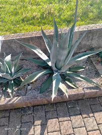 Piante Agave