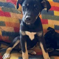 Cucciole belle pelo morbido in salute vaccinate