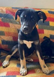 Cucciole belle pelo morbido in salute vaccinate