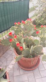 fico d'india decennale 