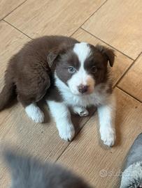 Cuccioli amore Border collie