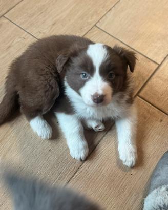 Cuccioli amore Border collie