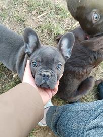 Vendesi bulldog francese total blu