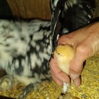 Gallinelle nane