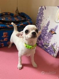 Chihuahua