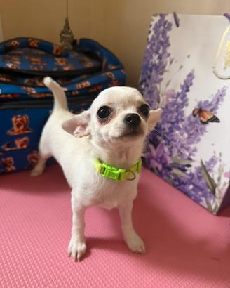 Chihuahua