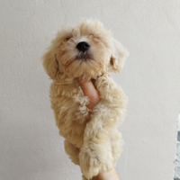 Maltipoo toy crema