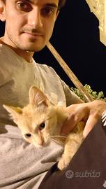 Coppia di gatti Arancione e Nero-bianco