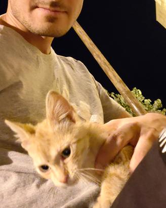 Coppia di gatti Arancione e Nero-bianco
