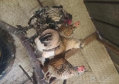 Pulcini pantamina due settimane