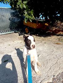 Pitbull amstaff