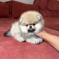 Spitz di Pomerania bianco arancio