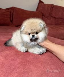 Spitz di Pomerania bianco arancio