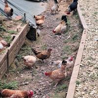 Galline e Galli Mugellesi