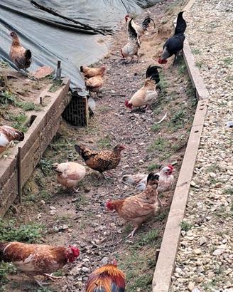 Galline e Galli Mugellesi