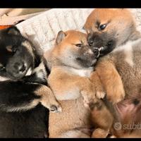 Cuccioli Shiba Inu