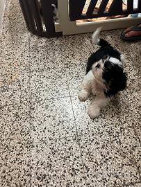 Shih- tzu due mesi