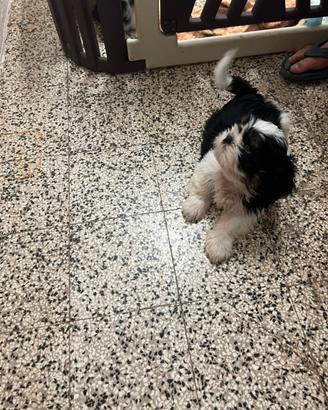 Shih- tzu due mesi