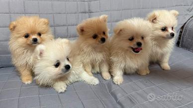 Cuccioli Spitz Nano Tedeschi