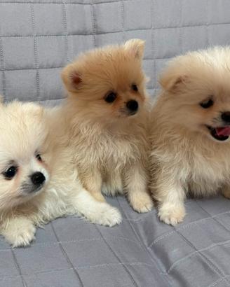 Cuccioli Spitz Nano Tedeschi