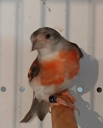 Cardinalina del venezuela bruno diluita