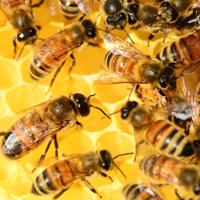 Famiglie di api con arnia legno