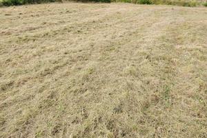 Terreno agricolo