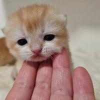 Meravigliosi cuccioli british shorthair pedigree