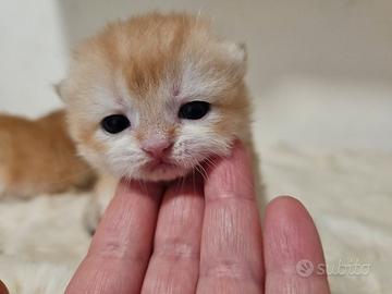 Meravigliosi cuccioli british shorthair pedigree