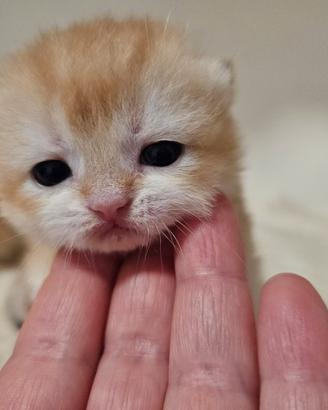 Meravigliosi cuccioli british shorthair pedigree