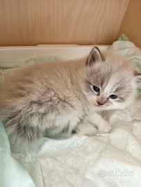 Disponibile cucciola siberiana neva masquerada