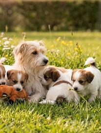 Cuccioli Jack russel terrier