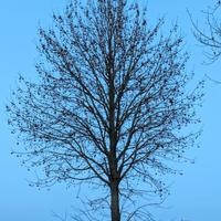 Liquidambar - Albero da tagliare