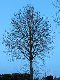 Liquidambar - Albero da tagliare