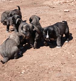Cuccioli kangal