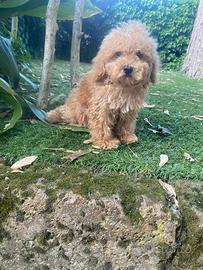 Maschietto di Maltipoo