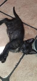 Gattina
