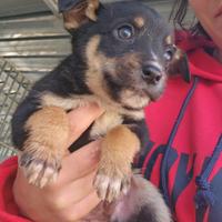 Stromboli: 2 mesi taglia contenuta