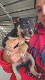 Stromboli: 2 mesi taglia contenuta