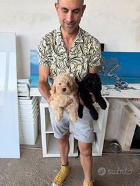 Cuccioli di Barboncino